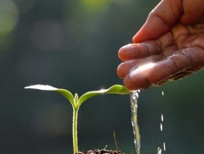 watering+plant